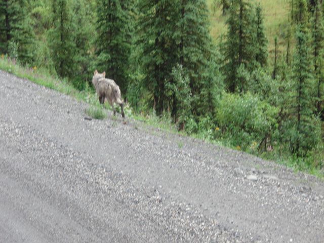 Wolf in Denali National Park