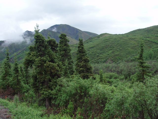 View of the Hills in Denali National Park