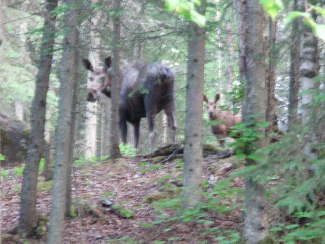 Moose and Calf Near My Sister's House