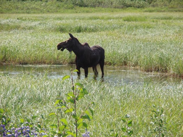 Moose Along Seward Highway Near End of Turnagain Arm