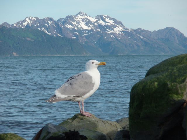 Sea Gull and Resurection Bay