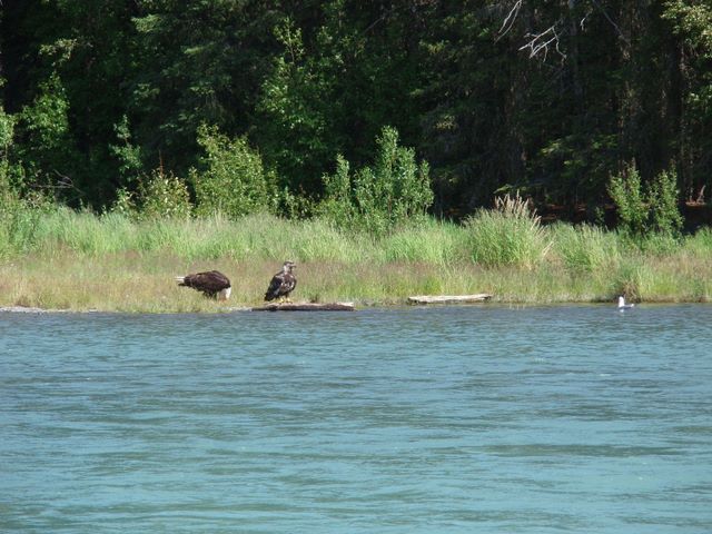 Bald Eagles Along the Kenai River