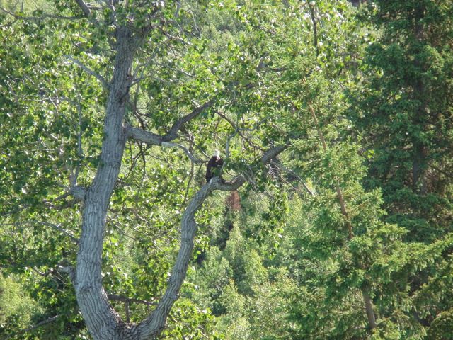 Bald Eagle Along the Kenai River