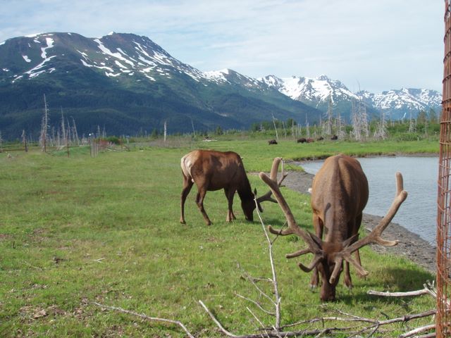Elk at the <a href='http://www.alaskawildlife.org/'>Alaska Wildlife Conservation Center</a>