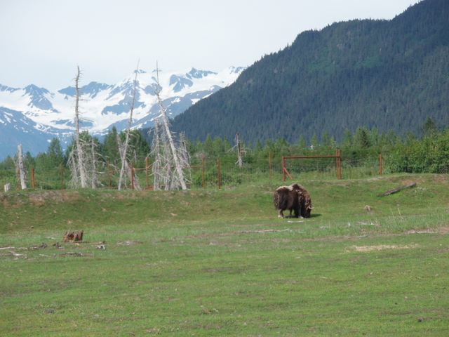 Musk Ox at the <a href='http://www.alaskawildlife.org/'>Alaska Wildlife Conservation Center</a>
