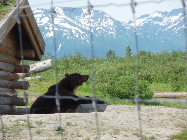 Brown Bear at the <a href='http://www.alaskawildlife.org/'>Alaska Wildlife Conservation Center</a>