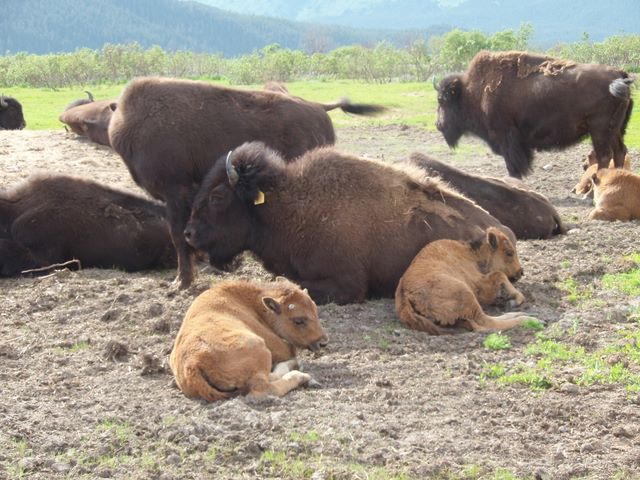 Buffalo at the <a href='http://www.alaskawildlife.org/'>Alaska Wildlife Conservation Center</a>
