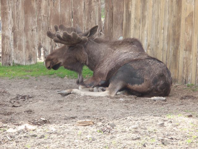 Moose at the <a href='http://www.alaskawildlife.org/'>Alaska Wildlife Conservation Center</a>