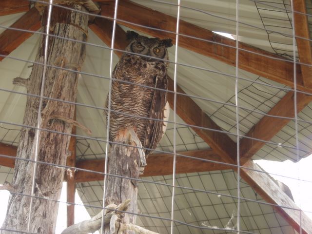 Owl at the <a href='http://www.alaskawildlife.org/'>Alaska Wildlife Conservation Center</a>