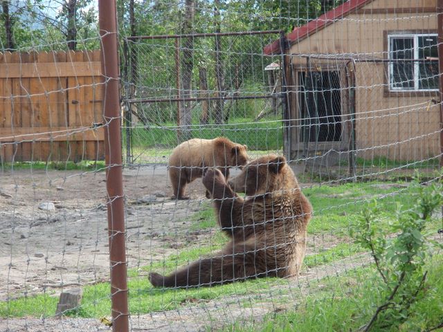 Brown Bears at the <a href='http://www.alaskawildlife.org/'>Alaska Wildlife Conservation Center</a>.  The one sitting is playing with a tennis ball.