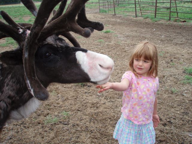 Danielle Feeding Rudolf at the Reindeer Farm