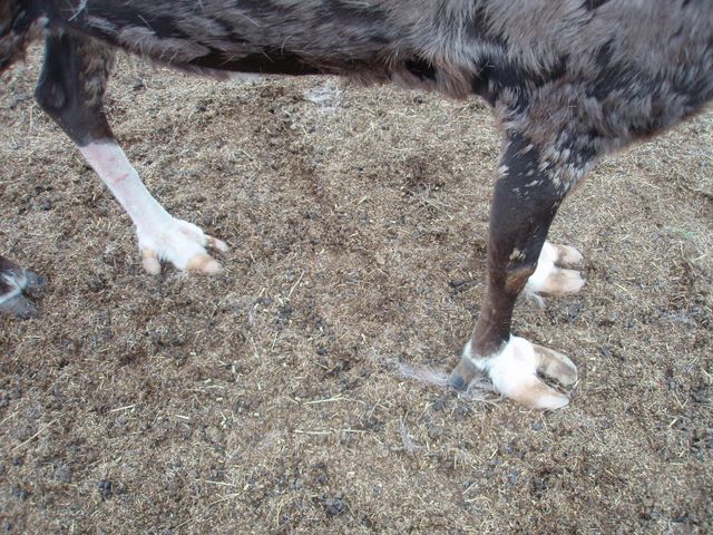 Reindeer Have Feet that Spread Out so They Can Walk on Snow