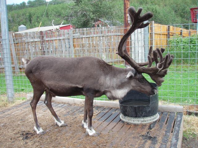 Reindeer at the Reindeer Farm
