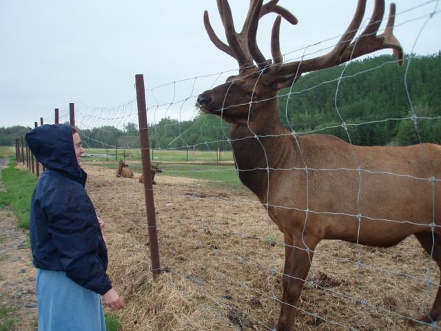 Barb Feeding an Elk at the Reindeer Farm