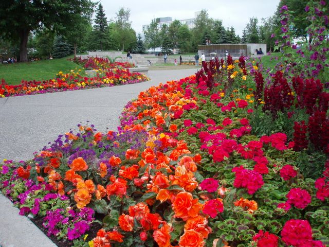 Flowers in Downtown Anchorage